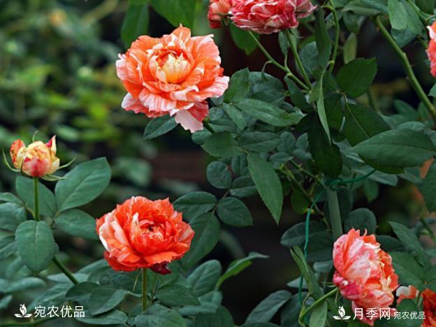 50種經(jīng)典月季品種全整理，南陽月季花開美爆了！一定要養(yǎng)(圖29)