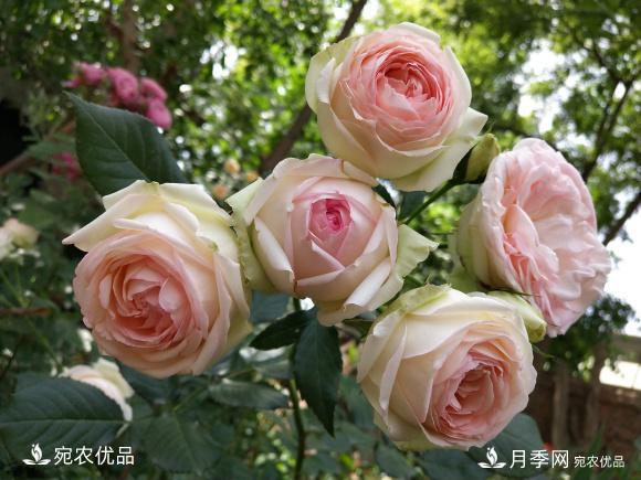50種經(jīng)典月季品種全整理，南陽月季花開美爆了！一定要養(yǎng)(圖23)