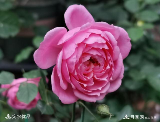 50種經(jīng)典月季品種全整理，南陽月季花開美爆了！一定要養(yǎng)(圖18)