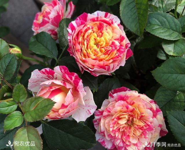 50種經(jīng)典月季品種全整理，南陽月季花開美爆了！一定要養(yǎng)(圖27)