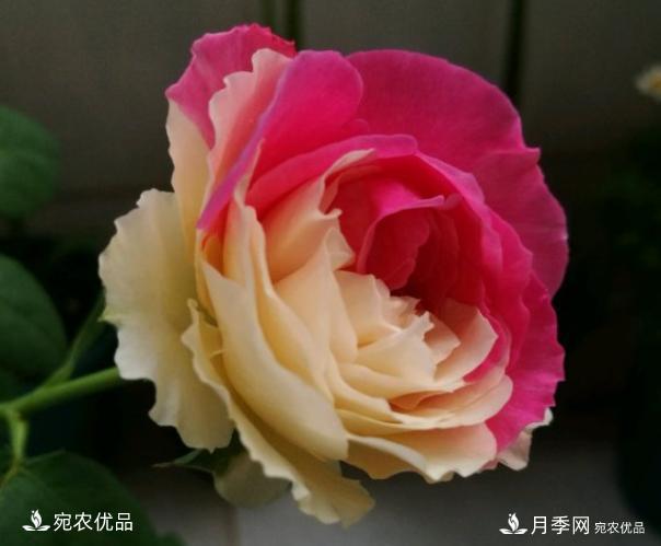 50種經(jīng)典月季品種全整理，南陽月季花開美爆了！一定要養(yǎng)(圖30)