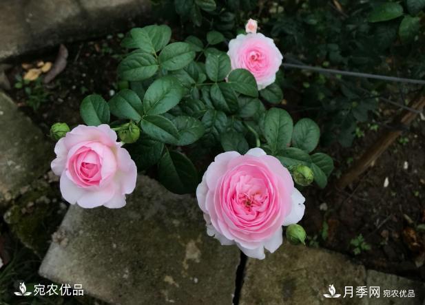 50種經(jīng)典月季品種全整理，南陽月季花開美爆了！一定要養(yǎng)(圖22)