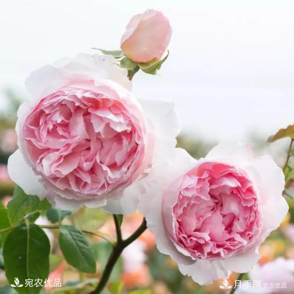 50種經(jīng)典月季品種全整理，南陽月季花開美爆了！一定要養(yǎng)(圖21)