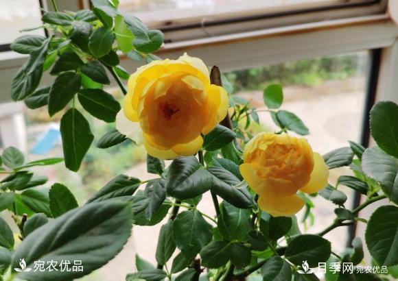 50種經(jīng)典月季品種全整理，南陽月季花開美爆了！一定要養(yǎng)(圖19)