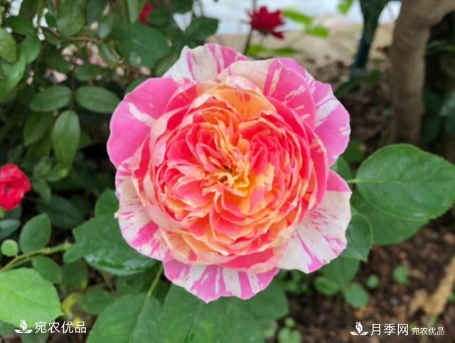 50種經(jīng)典月季品種全整理，南陽月季花開美爆了！一定要養(yǎng)(圖25)