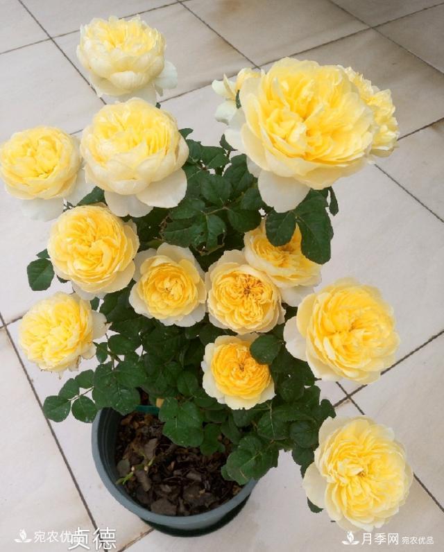 50種經(jīng)典月季品種全整理，南陽月季花開美爆了！一定要養(yǎng)(圖28)