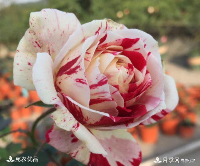 50種經(jīng)典月季品種全整理，南陽月季花開美爆了！一定要養(yǎng)(圖31)
