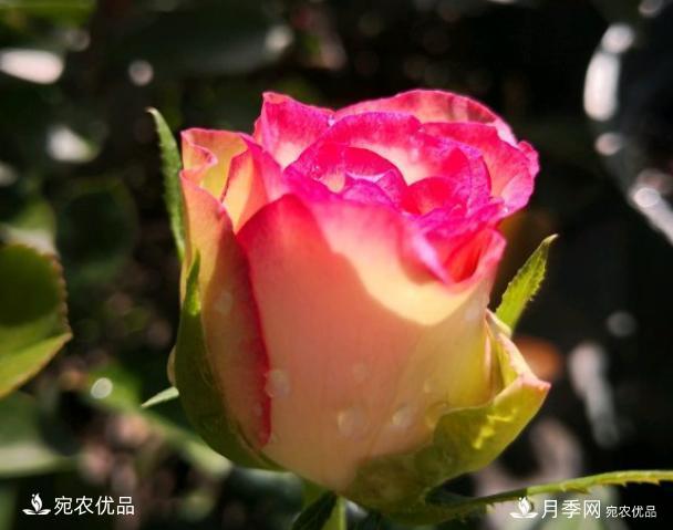 50種經(jīng)典月季品種全整理，南陽月季花開美爆了！一定要養(yǎng)(圖26)
