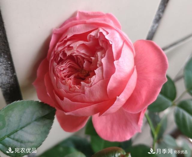 50種經(jīng)典月季品種全整理，南陽月季花開美爆了！一定要養(yǎng)(圖43)