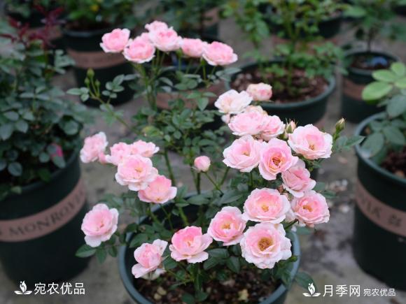 50種經(jīng)典月季品種全整理，南陽月季花開美爆了！一定要養(yǎng)(圖40)