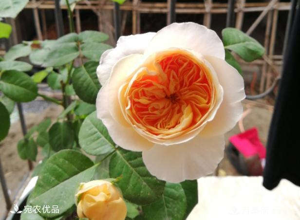 50種經(jīng)典月季品種全整理，南陽月季花開美爆了！一定要養(yǎng)(圖46)