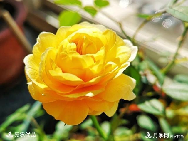 50種經(jīng)典月季品種全整理，南陽月季花開美爆了！一定要養(yǎng)(圖50)