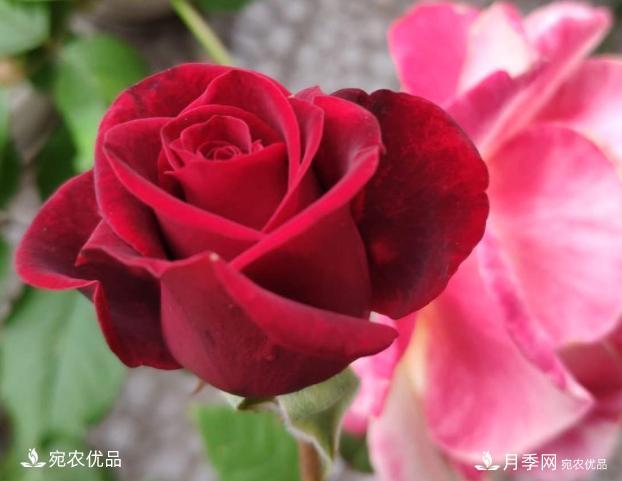 50種經(jīng)典月季品種全整理，南陽月季花開美爆了！一定要養(yǎng)(圖49)