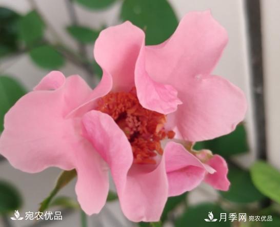 50種經(jīng)典月季品種全整理，南陽月季花開美爆了！一定要養(yǎng)(圖48)
