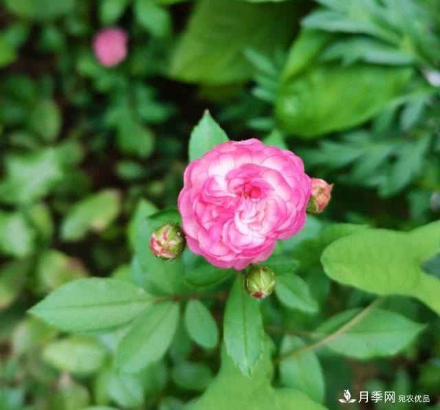 月季花殘花有必要剪嗎？月季花越剪越開(圖2)