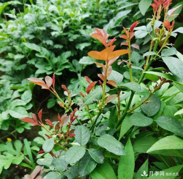月季花殘花有必要剪嗎？月季花越剪越開(圖3)