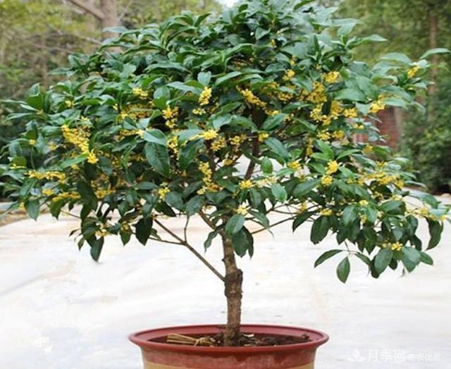 桂花盆栽開花少或不開花，找準4個原因來年花開滿樹(圖1)