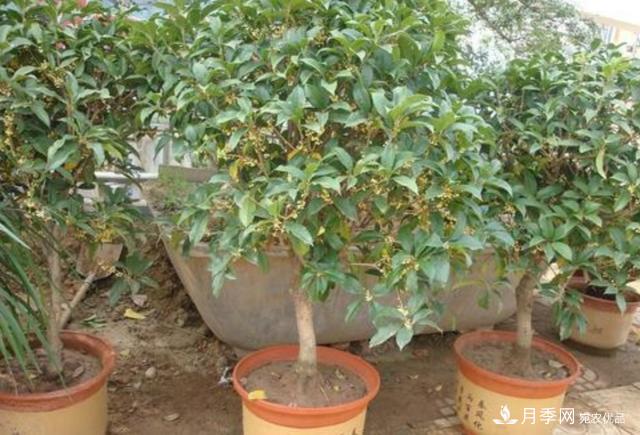 桂花盆栽開花少或不開花，找準4個原因來年花開滿樹(圖3)