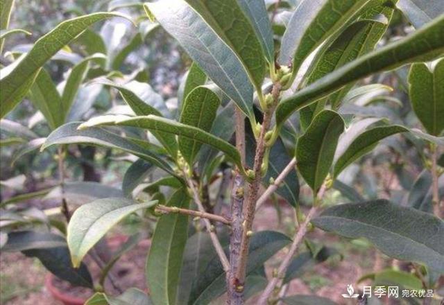桂花盆栽開花少或不開花，找準4個原因來年花開滿樹(圖4)