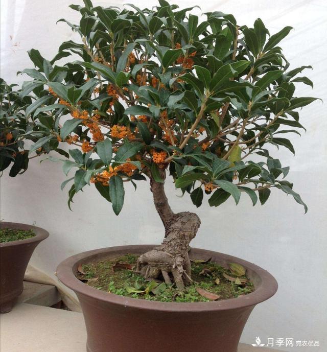 桂花盆栽開花少或不開花，找準4個原因來年花開滿樹(圖5)