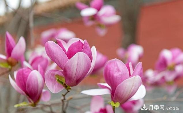 紫玉蘭育苗與栽培技術(shù)，簡單又方便學(xué)習(xí)一下(圖3)
