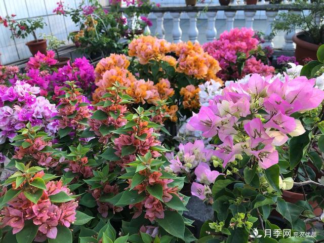 三角梅養(yǎng)護(hù)方法，花期長(zhǎng)達(dá)200天，花色鮮艷變花園(圖1)