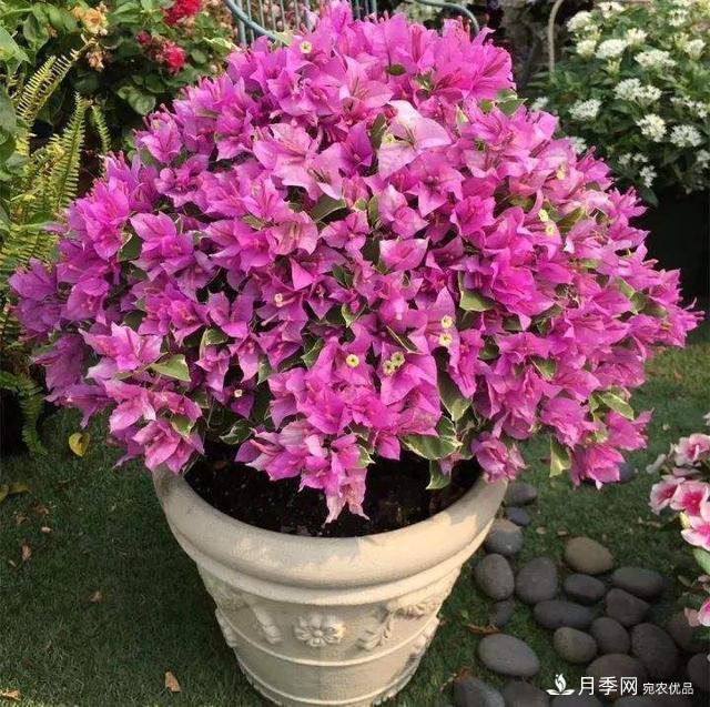 三角梅養(yǎng)護(hù)方法，花期長(zhǎng)達(dá)200天，花色鮮艷變花園(圖3)