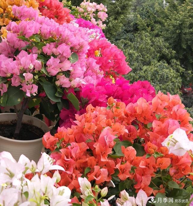 三角梅養(yǎng)護(hù)方法，花期長(zhǎng)達(dá)200天，花色鮮艷變花園(圖2)