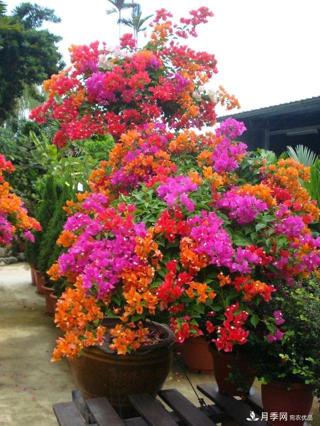 三角梅養(yǎng)護(hù)方法，花期長(zhǎng)達(dá)200天，花色鮮艷變花園(圖5)