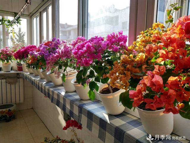 三角梅養(yǎng)護(hù)方法，花期長(zhǎng)達(dá)200天，花色鮮艷變花園(圖4)