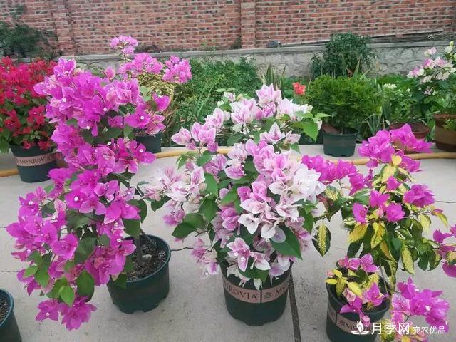 三角梅養(yǎng)護(hù)方法，花期長(zhǎng)達(dá)200天，花色鮮艷變花園(圖6)