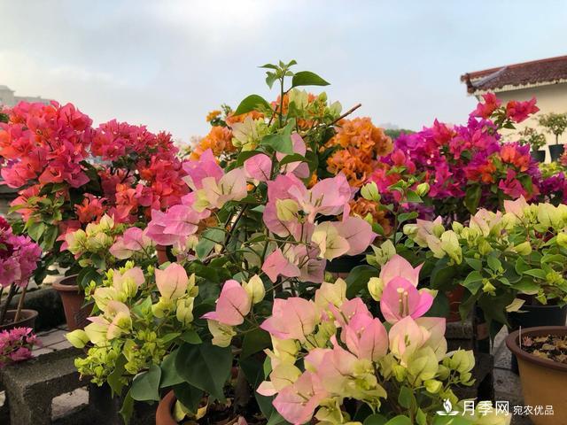 三角梅養(yǎng)護(hù)方法，花期長(zhǎng)達(dá)200天，花色鮮艷變花園(圖7)