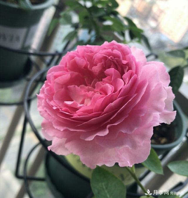 薔薇桿子同時進行嫁接和高壓的3個技術(shù)要點(圖1)