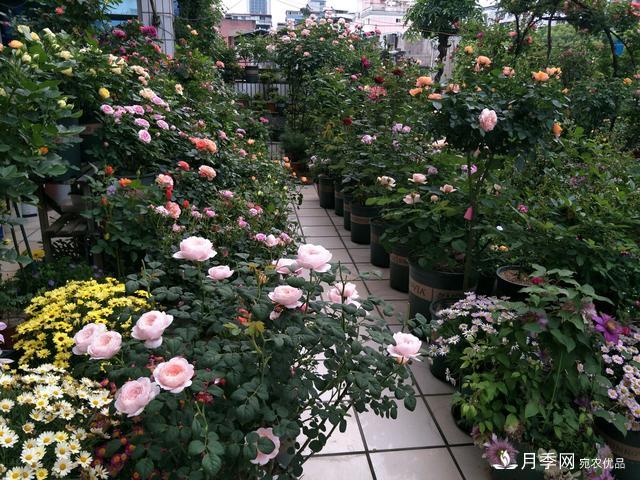 薔薇桿子同時進行嫁接和高壓的3個技術(shù)要點(圖3)
