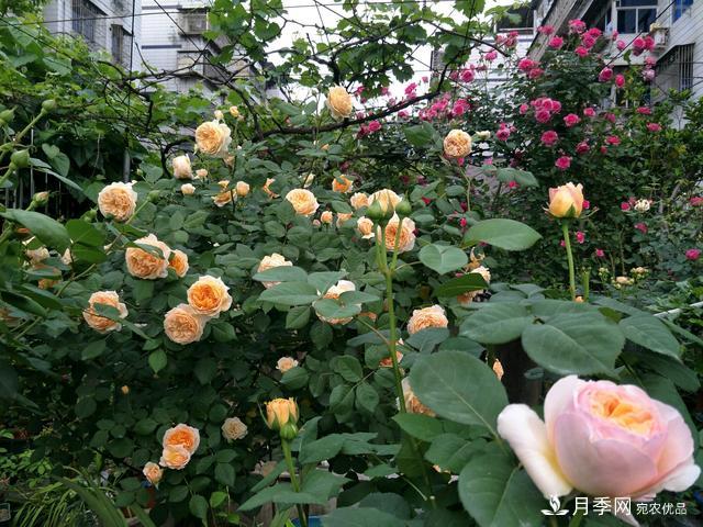 薔薇桿子同時進行嫁接和高壓的3個技術(shù)要點(圖4)
