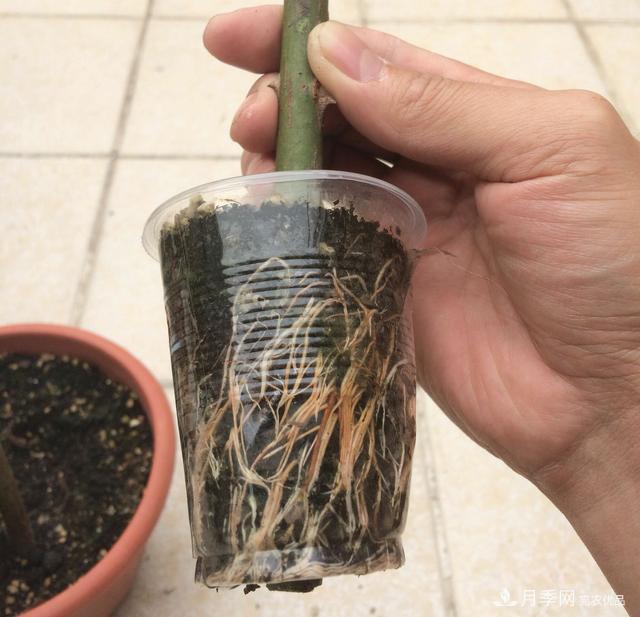 薔薇桿子同時進行嫁接和高壓的3個技術(shù)要點(圖2)