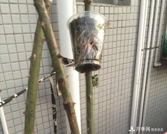 薔薇桿子同時進行嫁接和高壓的3個技術(shù)要點(圖7)