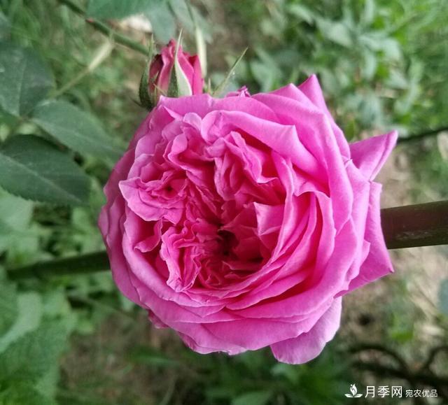 薔薇桿子同時進行嫁接和高壓的3個技術(shù)要點(圖5)