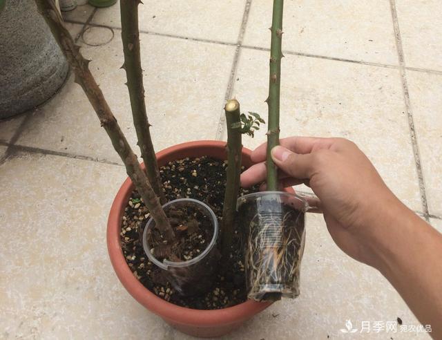 薔薇桿子同時進行嫁接和高壓的3個技術(shù)要點(圖6)