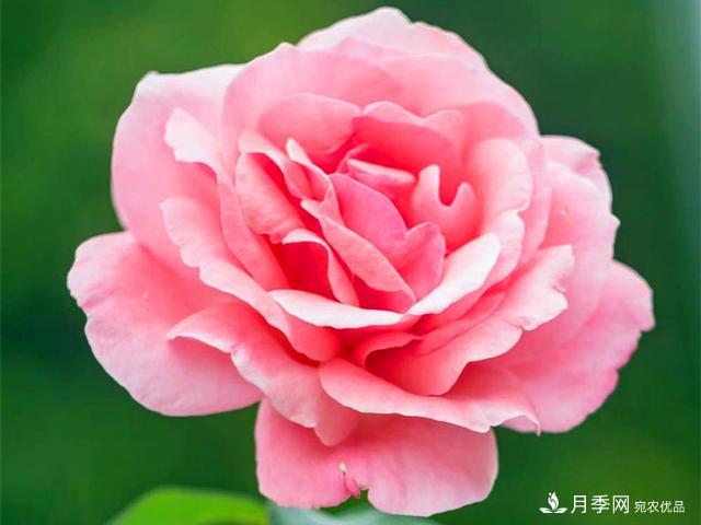 夏季這些月計(jì)劃品種要遮陰，不然花苞會(huì)枯萎(圖2)