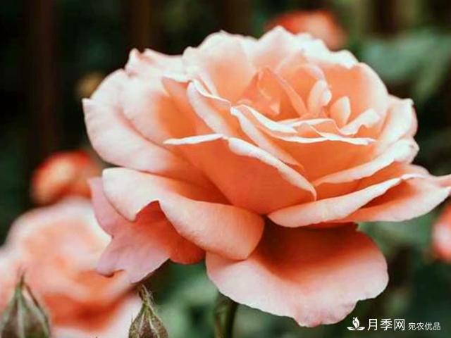 夏季這些月計(jì)劃品種要遮陰，不然花苞會(huì)枯萎(圖3)