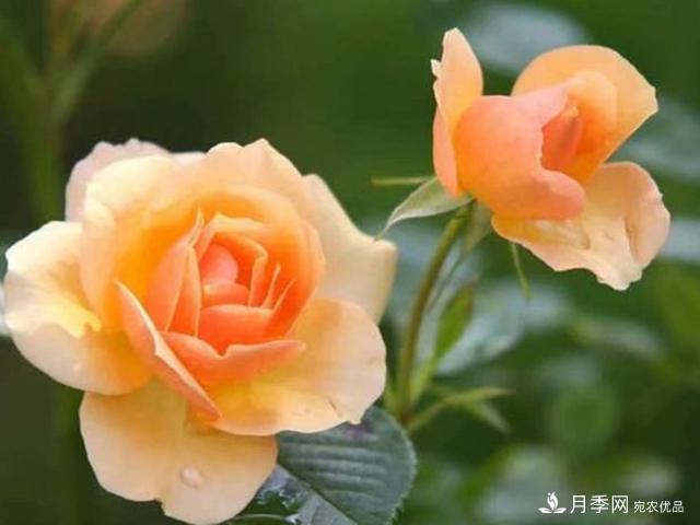 夏季這些月計(jì)劃品種要遮陰，不然花苞會(huì)枯萎(圖4)