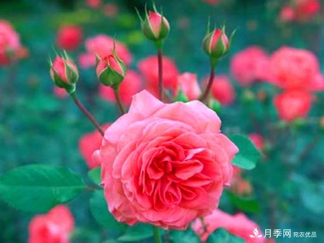 夏季這些月計(jì)劃品種要遮陰，不然花苞會(huì)枯萎(圖1)