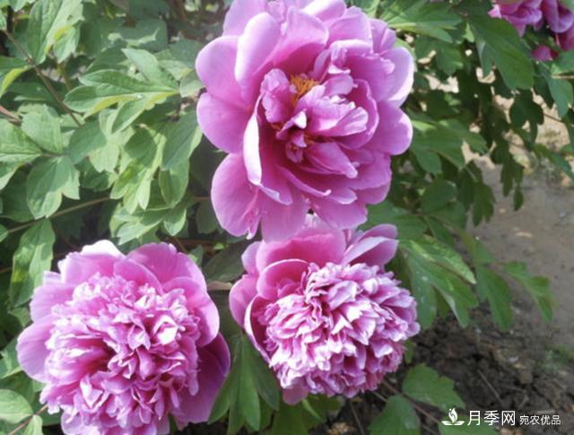 有一種花栽培歷史已有1500年，有國色天香之稱，花朵艷麗(圖1)
