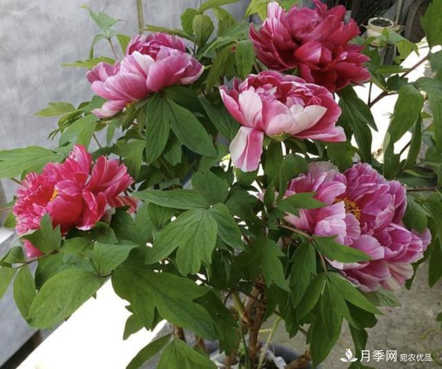 有一種花栽培歷史已有1500年，有國色天香之稱，花朵艷麗(圖3)