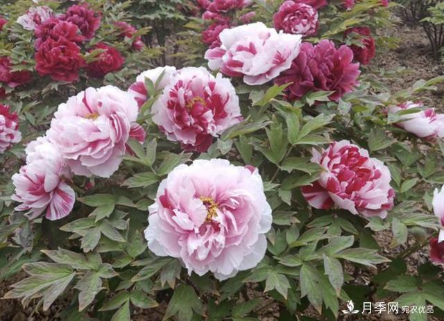 有一種花栽培歷史已有1500年，有國色天香之稱，花朵艷麗(圖5)