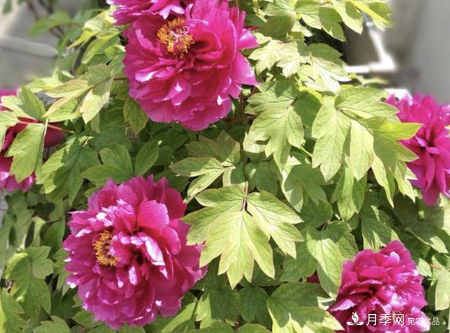 有一種花栽培歷史已有1500年，有國色天香之稱，花朵艷麗(圖4)