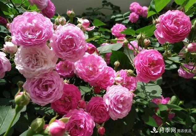 月季花友如何給家里月季栽培管理，開出一片花海(圖1)