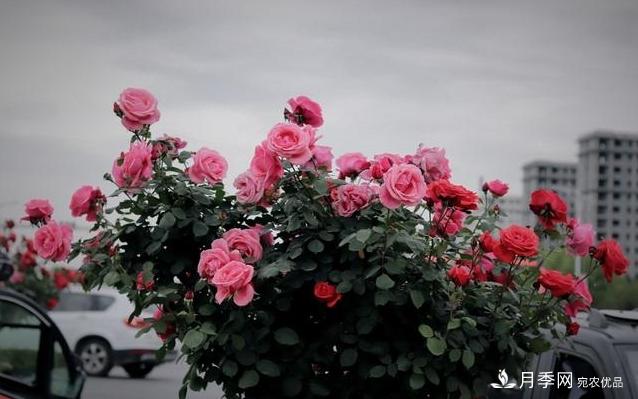 月季花友如何給家里月季栽培管理，開出一片花海(圖3)