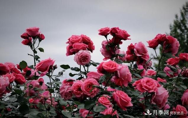 月季花友如何給家里月季栽培管理，開出一片花海(圖4)